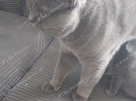 Gorgeous 2 year old male bsh