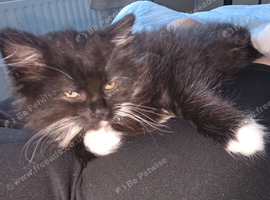 Maine coon cross domestic Short hair