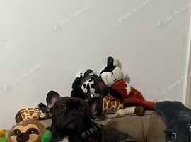 French Bulldog