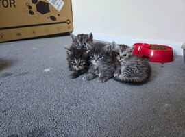 Persian kittiens for sale