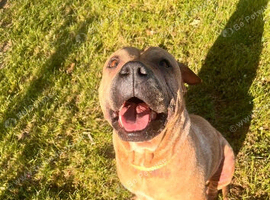 Urgent Rehome! Bonnie