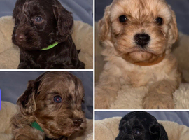 Beautiful F1 Cavapoo Puppies Health Tested Parents