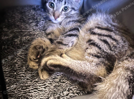 12 week old Kitten bengal parent