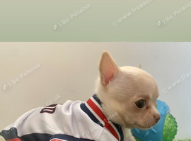 Tiny chihuahua puppies