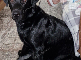 Black lab needs new home