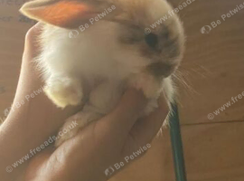 Beautiful mini lop babies male and female