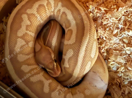 Python looking for a forever home