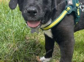 Cane corso x cacusian shepherd