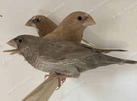 Bengalese Finches For Sale