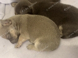 11/08/26 XXS READY TO GO SATURDAY pedigree Chihuahua puppies blue/lilac/fawn colours 1 girl left