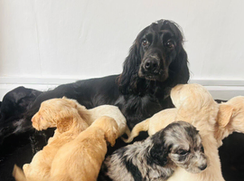 F1 cockapoo puppies