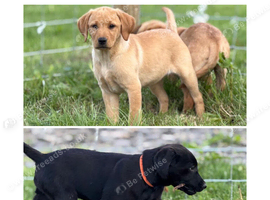 KC registered working FT Labrador puppies fox red and black