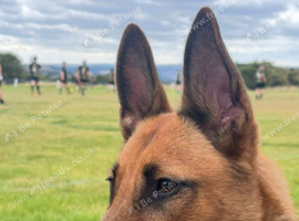Bella Belgium malinois