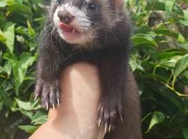 Beautiful ferret kits -  3 hobs left