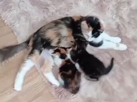 Kittens