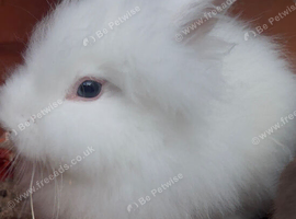 Angora white rabbit