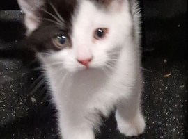 1 girl left tuxedo kittens short American hair