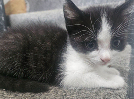 1 male kitten left - ready 11th June