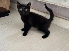 11 week old kittens