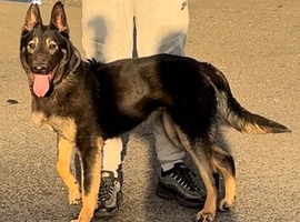 Dutch herder Female 9 months old