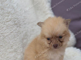 Puppies