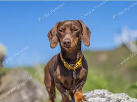 Dachshund boy 3 years old