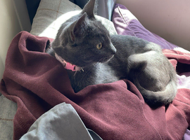 Lovely cat