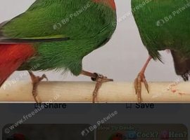 Gouldians cordon bleu pekin robins parrot finches