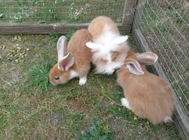 Baby lionhead bucks ready now