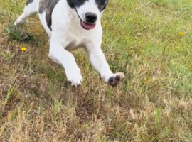 Jack Russell