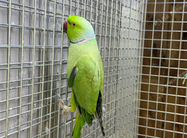 Green ring neck