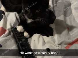 10 weeks old male tuxedo