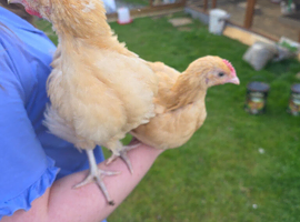 Two unsexed 8 week old buff orpingtons FREE