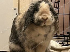 French Lop girl