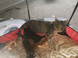 4 kittens ready for new homes