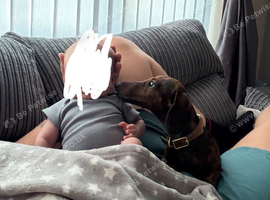 6 month old miniature dachshund
