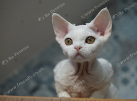 BEAUTIFUL WHITE DEVON REX GIRL - READY NOW!