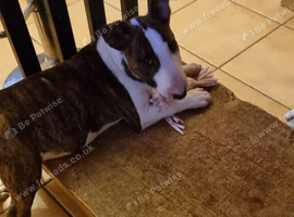Bullterrier puppy