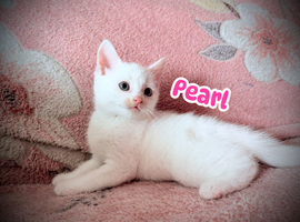 1 female 1 male kitten left!