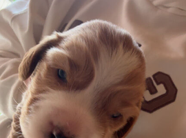 Boy gold cocker spaniel