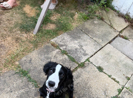 Pup for rehoming
