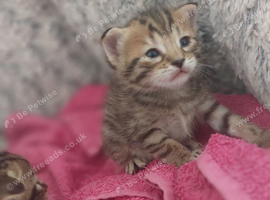 Baby kittens half begal half tabby