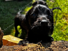 Speingador puppies