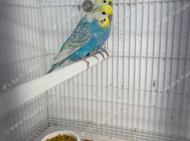 Budgies