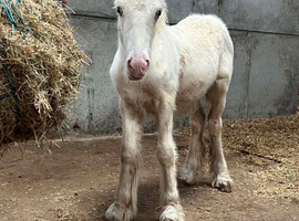 San Cler bred cob foal