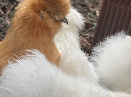 Gold and white silkie pullets point of lay