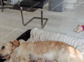 Beautiful litters of Golden Retriever puppies