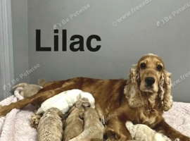 Lilac stunning litter of apricot cockapoo girls and boy