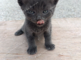 9 beautiful kittens from 2 queens