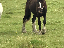 Cob colt